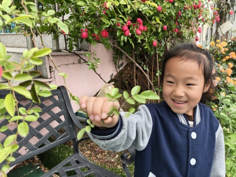 【课程故事】从叶子到博物馆 ——吴中区东湖幼儿园中一班班级微课程